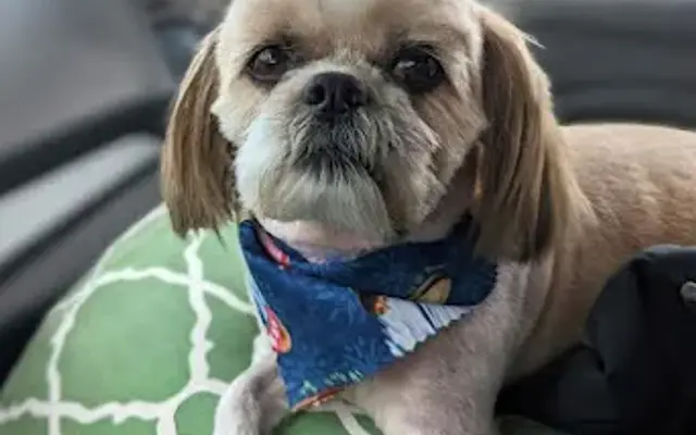 Pampered Pets Grooming Salon in Jasper, AL