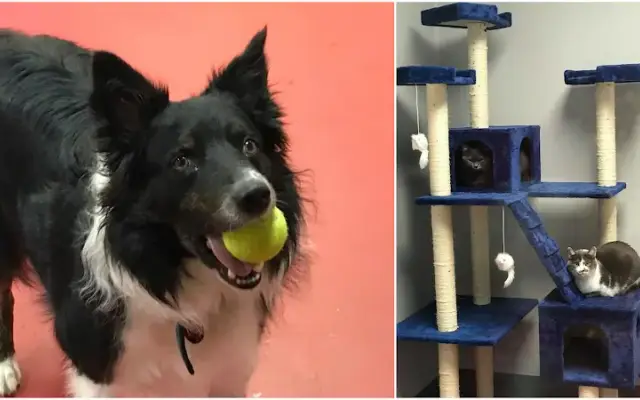 House Of Paws in White House, TN