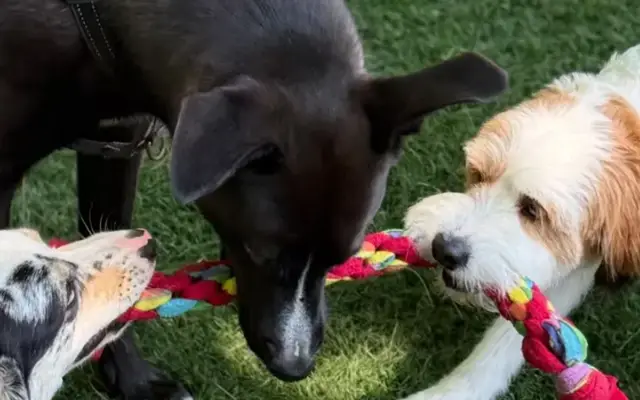 Country Canine Retreat | Daycare in Concord in Concord, MA