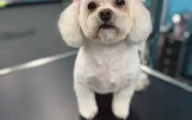 Glamour Pets by Kam, LLC in Tomball, TX