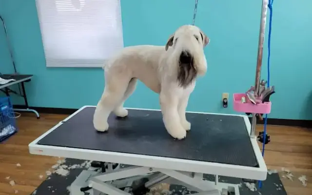 Seaside Pawlor Dog Grooming LLC in Crestview, FL