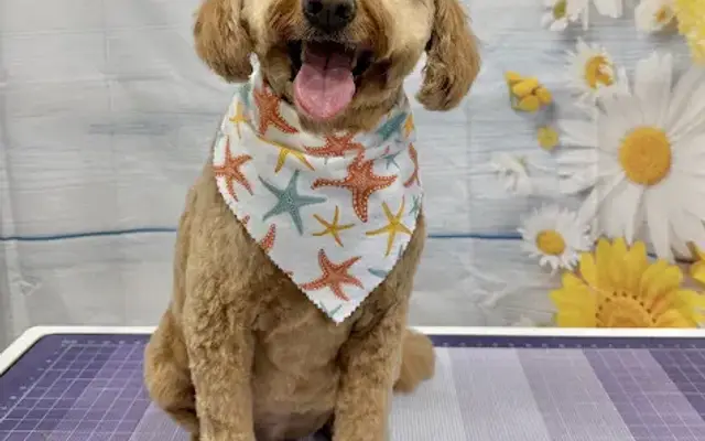 Excited Pups in Carrollton, TX