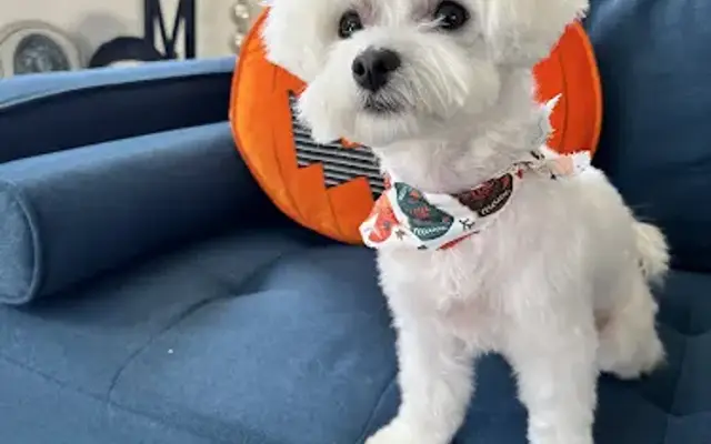 Woof Gang Bakery & Grooming Hamlin in Winter Garden, FL