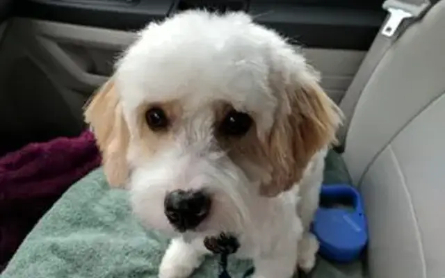 A Sense of Style Pet Grooming in Rittman, OH