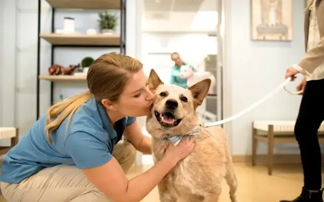 Healthy Hound Playground & Grooming in Fairfax, VA