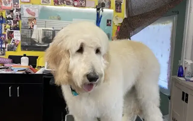 Barkers Paradise Pet Salon in Chatham, IL