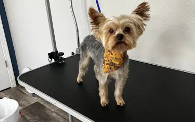 Waggin N Swaggin Pet Grooming in Geneva, AL