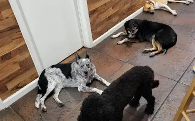Fuzzy Urban Tails, Inc in Chicago, IL
