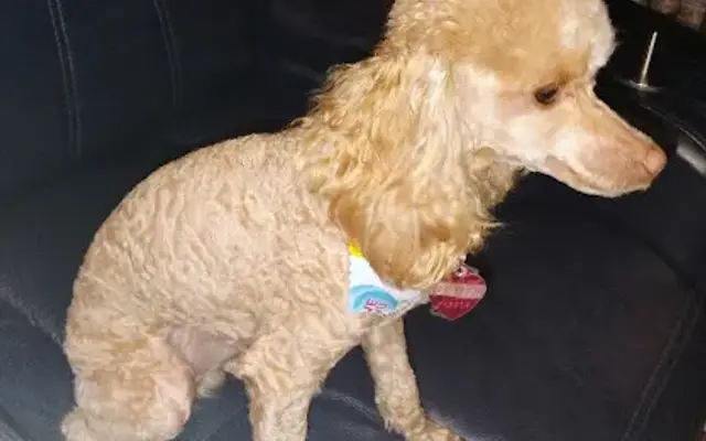 Doggie Dayze Grooming in Mineola, TX