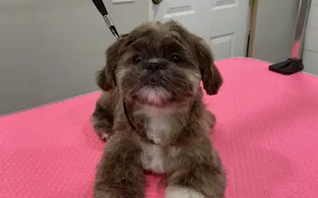 floof Dog Grooming in Syracuse, UT