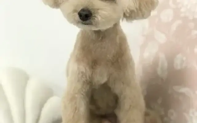 Apricot Dog Grooming in Los Angeles, CA