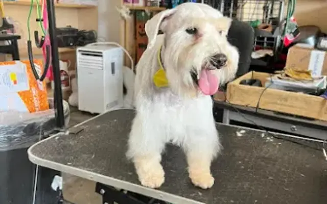 FurBaby Cuts in Hereford, TX