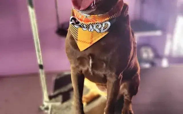 Joyner Premium Pet Care in Nancy, KY