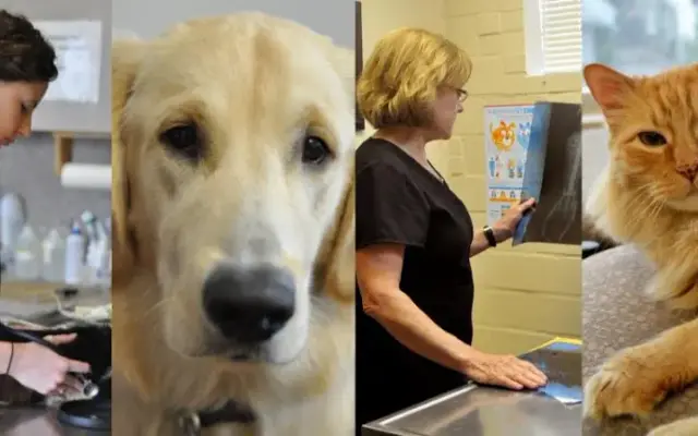 West Alabama Animal Clinic in Houston, TX