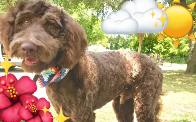 Nauti-Dog Grooming in Inverness, FL