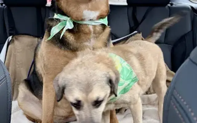 K 9 Kutters in Derby, NY