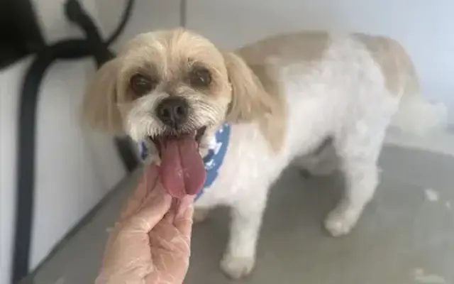 Lucky Tail Pet Grooming in Montclair, CA