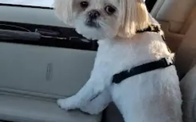 Missy's Pet Spa in Virginia, MN