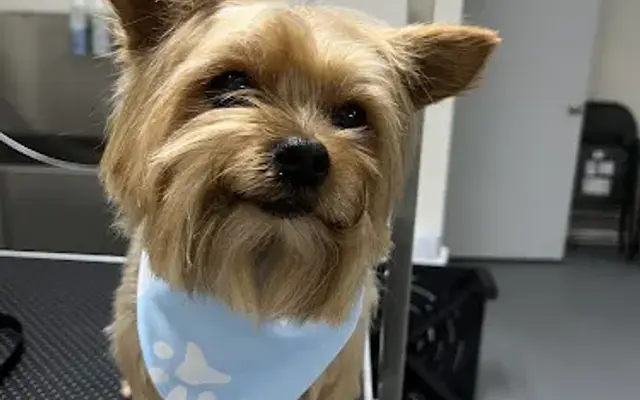 Chihuahua Dog Grooming in Ridge, NY