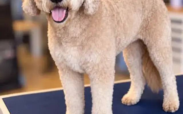 Tailored Tails Dog Grooming in Rustburg, VA