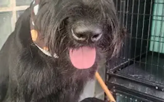 True Treasures Grooming in Wilmington, DE