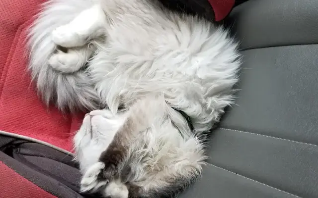 Happy at Home Mobile Grooming in Orchard Park, NY