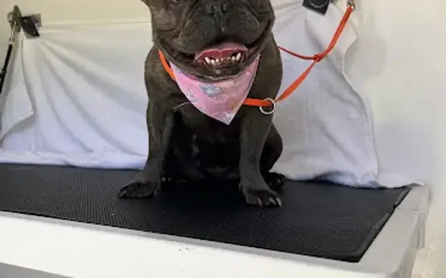 Galactic Guardians Mobile Grooming in Riverside, CA
