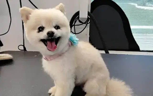Sandra's Pet Spa in Austin, TX