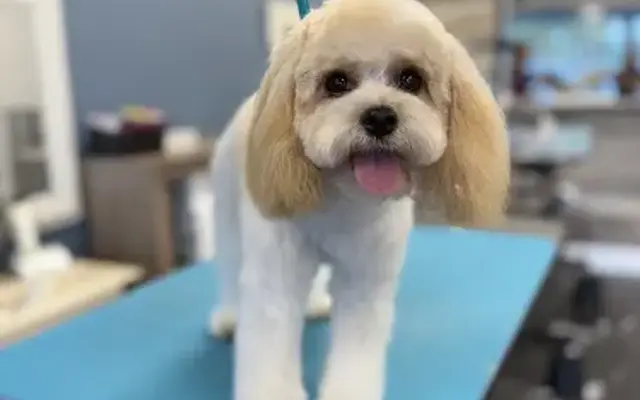 Golden Hour Grooming, Mobile Pet Spa in Nokomis, FL