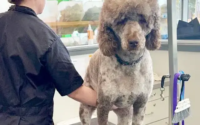 Pet Supplies Plus Homer Glen Grooming in Homer Glen, IL