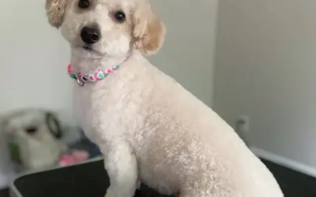 Gentle Paws House Call Grooming in Lake Orion, MI