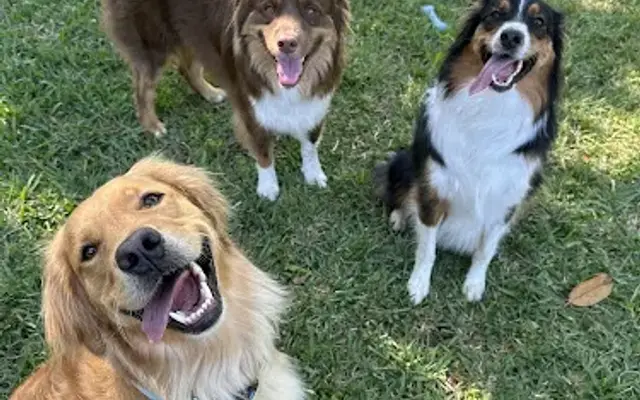 Mandi's Mutts in Houston, TX