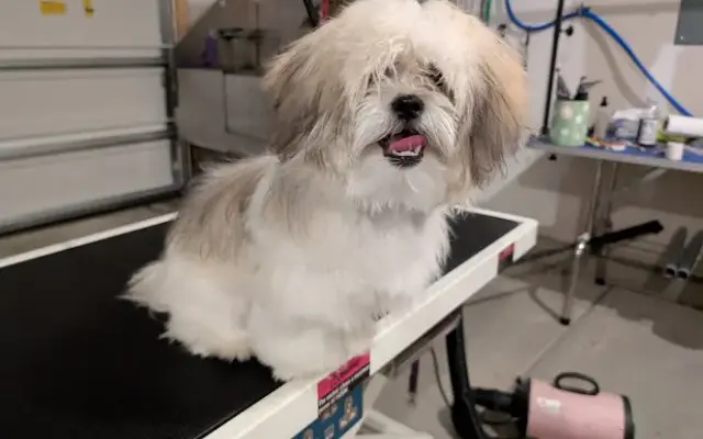 Anya's Pawfection Grooms LLC in Raleigh, NC