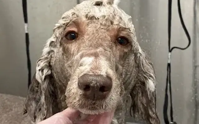 Bathe ‘N Shake in Lawrenceville, GA