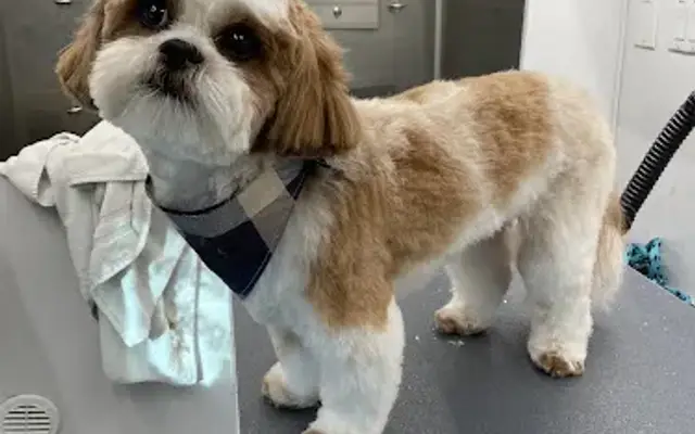 Pawsitively Divine Mobile Pet grooming in Windsor, CO