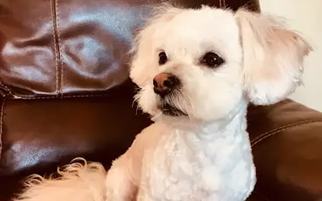Rucci's Grooming & Pet Wash in San Rafael, CA