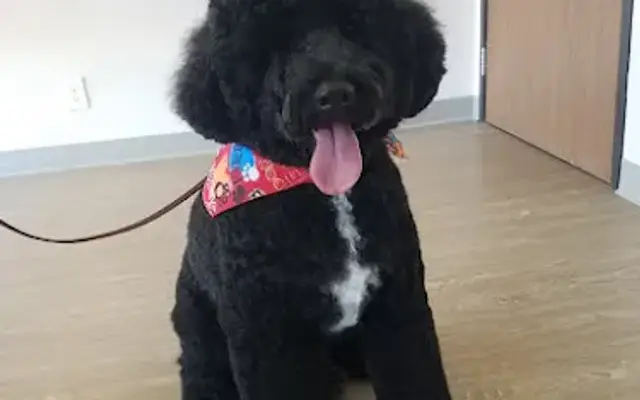 Keepet Groomed in San Diego, CA