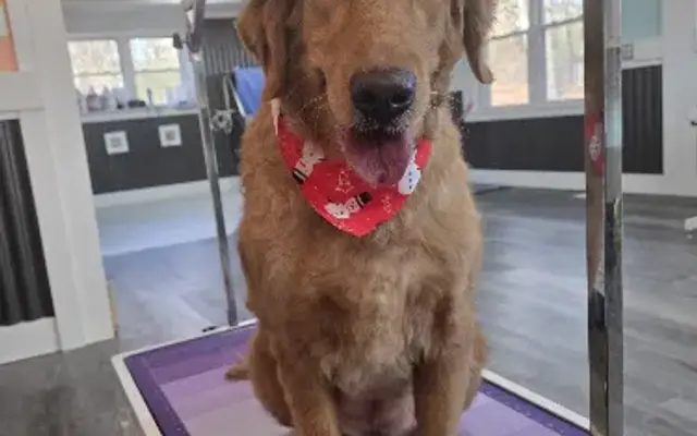 Sudzee Pawz in Henderson, TN