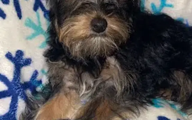 Dog Grooming By Crystal Rose in Pleasanton, TX
