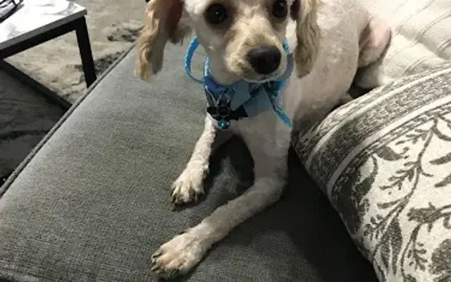 Scruff to Buff Dog Grooming in Tampa, FL