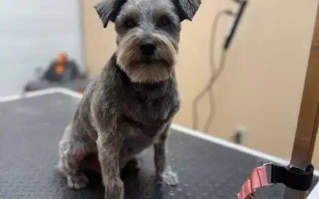 Dallman Dog Grooming in Schofield, WI