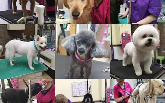 Classy Clip Grooming and Day Care in Queensbury, NY
