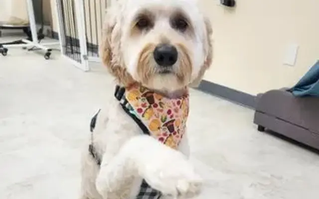 Paws and Co in Covina, CA