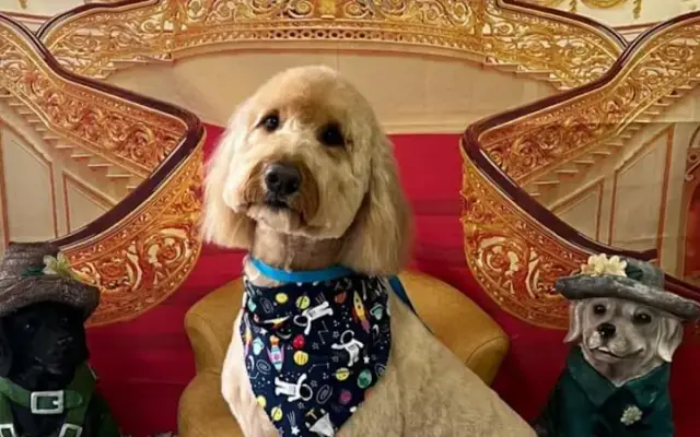 Fancy Pets in Lake Mary, FL