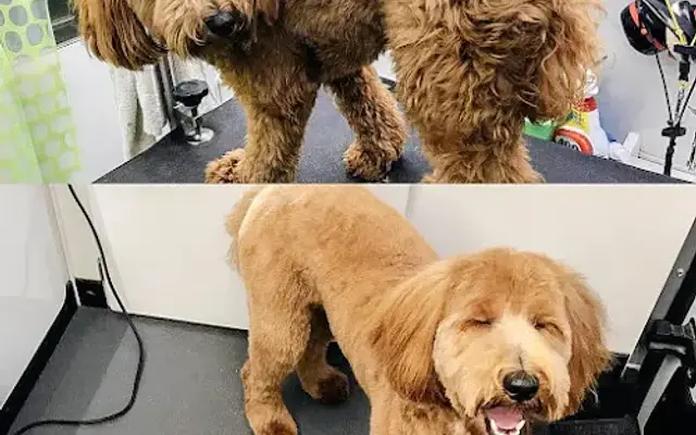 Muddy Buddies Mobile Grooming in Armonk, NY