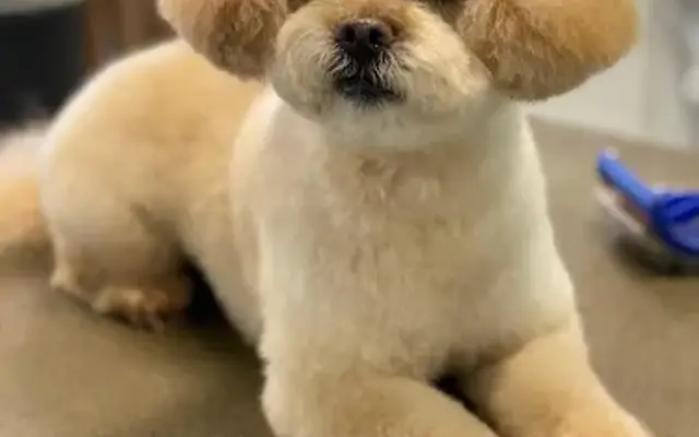 Professional Paws Dog Grooming in Dundee, MI