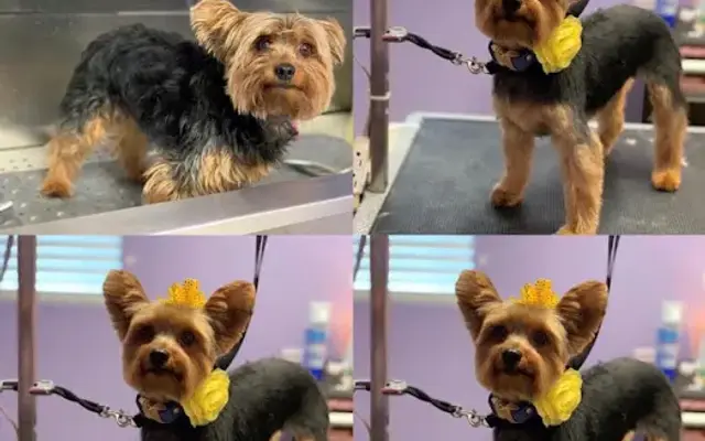 Faithful Companions Dog Grooming in Menifee, CA