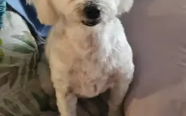 Yuppy Puppy Bed & Biscuit LLC in Bradenton, FL