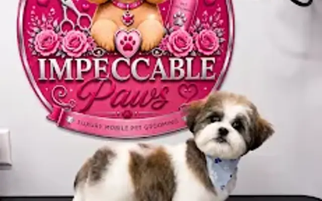Impeccable paws in Gibsonton, FL