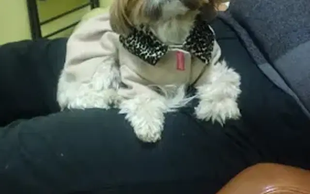 The Loving Tails Spa in Astoria, NY